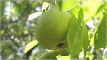 pear fruit - India TV Hindi
