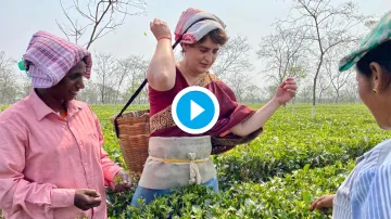 Assam Elections Priyanka Gandhi Vadra plucks tea leaves watch video असम के चाय बागान में चाय की पत्- India TV Hindi