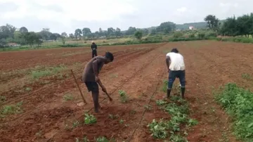 strawberry farming helping farmers income to increase in jharkhand झारखंड: अब स्ट्रॉबेरी की खेती में- India TV Hindi