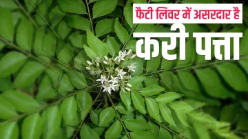 <p> curry leaves </p>- India TV Hindi