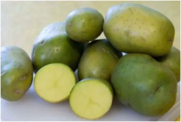 green potato- India TV Hindi