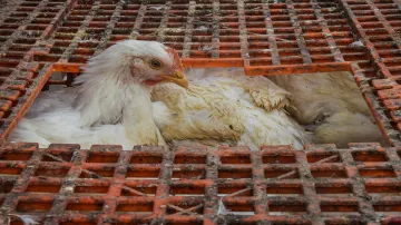 hen stopped laying eggs owner complains to police मुर्गियों ने अंडे देना बंद किए तो मालिक ने पुलिस म- India TV Hindi