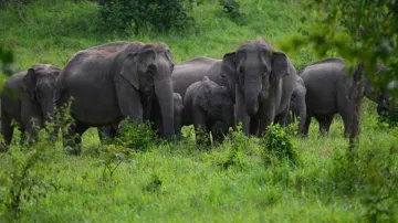 <p>हाथियों के आतंक से...- India TV Paisa