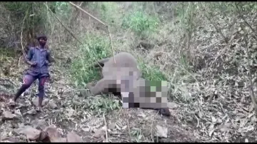 18 elephants killed in lightning strikes in Assam's Nagaon- India TV Hindi