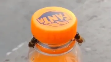 bee open up bottle- India TV Hindi