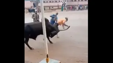 bull ride- India TV Hindi