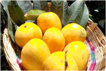 Mango or Aam- India TV Hindi