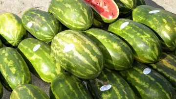 Watermelon Price in Indore, Watermelon Farmers, Watermelon Coronavirus- India TV Hindi