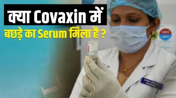 COVAXIN vaccine contains the newborn calf serum reality latest news fact check क्या Covaxin में बछड़- India TV Hindi