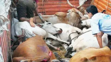 Cow Smugglers, Cow Smugglers Ballia, Cow Smugglers Arrested, Cow Smuggling- India TV Hindi