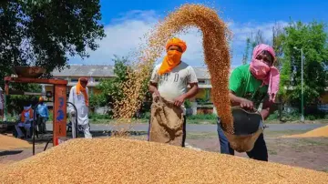 महामारी के बीच मुफ्त अनाज कार्यक्रम पर इस वर्ष 93,869 करोड़ रुपये खर्च करेगी सरकार- India TV Paisa