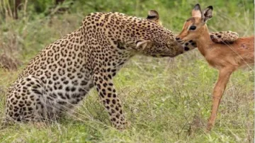 leopard pic- India TV Hindi