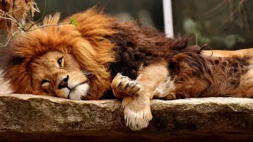 Lion Dies Coronavirus, Lion Dies Chennai Zoo, Lion Dies Covid-19, Lion Dies Chennai Zoo Covid- India TV Hindi