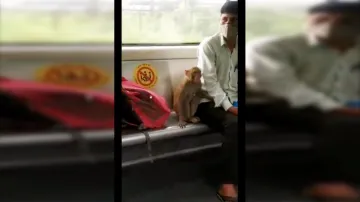 दिल्ली मेट्रो में बंदर करता दिखा सफर, यात्री ने शिकायत की तो DMRC ने लिया संज्ञान- India TV Hindi