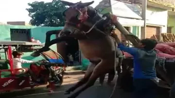 overload horse- India TV Hindi