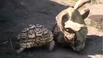 Tortoise video- India TV Hindi