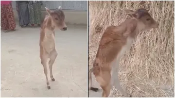 calf video- India TV Hindi