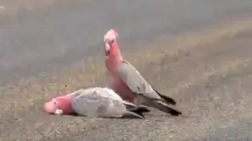 bird video viral- India TV Hindi