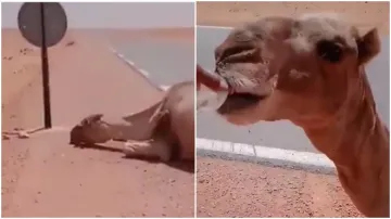 camel help video- India TV Hindi