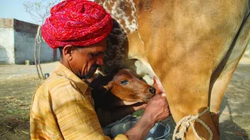 Banas Dairy to pay Rs 1,132 crore bonus to 5 lakh dairy farmers- India TV Paisa