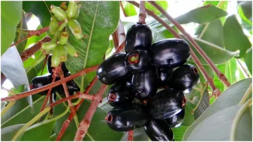 jamun, piles- India TV Hindi