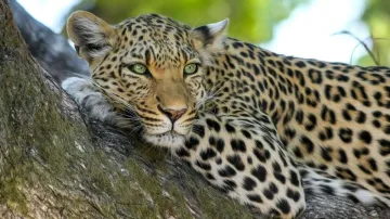 Leopard, Leopard Shot Dead, Leopard Uttarakhand, Leopard Tehri Village- India TV Hindi