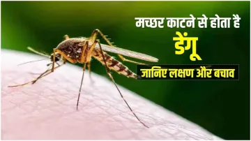 dengue symptoms causes and treatment in hindi - India TV Hindi