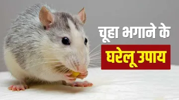 चूहों ने घर में मचा रखा है आतंक, भगाने के लिए अपनाएं ये घरेलू उपाय- India TV Hindi