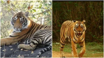 tiger day- India TV Hindi