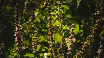 Tulsi Plant- India TV Hindi