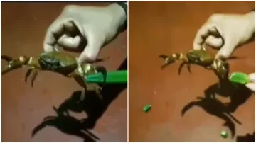 crab cutting vegetable- India TV Hindi