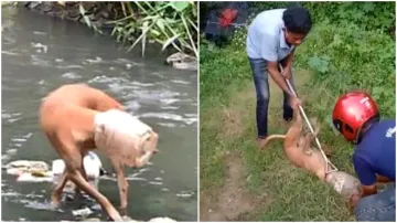 dog rescue- India TV Hindi