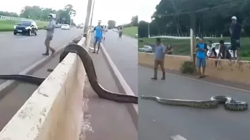 people stop traffic for anaconda to cross the raod in brazil watch this video - India TV Hindi