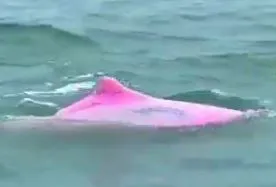 pink dolphin- India TV Hindi