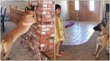 dog playing hide and seek- India TV Hindi