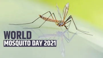world mosquito day 2021 - India TV Hindi