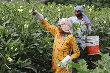 जम्मू-कश्मीर के किसान- India TV Paisa