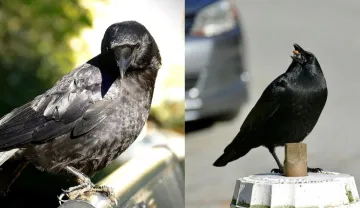 crow identify whether getting blessings of ancestors- India TV Hindi