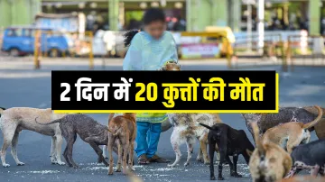 20 dogs die in uttar pradesh village in two days 2 दिन के भीतर गांव में 20 कुत्तों की मौत, कई बीमार,- India TV Hindi