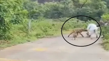 Hyena attack- India TV Hindi
