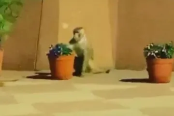 <p>बंदरों से बचने के लिए...- India TV Hindi