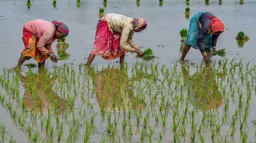 अक्टूबर में धान खरीद से पहले केन्द्र, किसानों की जमीन के रिकॉर्ड की जांच करेगा- India TV Paisa