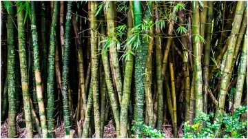 world bamboo day- India TV Hindi