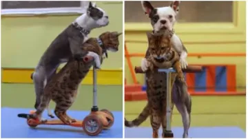 कुत्ते और बिल्ली का मजेदार वीडियो- India TV Hindi