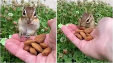 squirrel- India TV Hindi