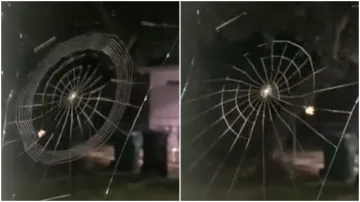 spider weaving - India TV Hindi