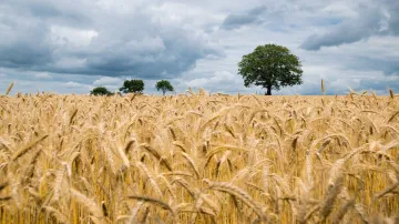 Modi Govt annonce rabi crop MSP Wheat Chana Mustard Barley Masur Minimum Support Price - India TV Paisa