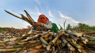 Good news: यूपी में गन्ना किसानों को जल्द मिलेगी खुशखबरी, मंत्री सुरेश राणा का ने दी ये जानकारी- India TV Hindi