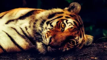 Bandhavgarh Tigress, Bandhavgarh Tigress Dumped In Well, Bandhavgarh Tigress Died- India TV Hindi