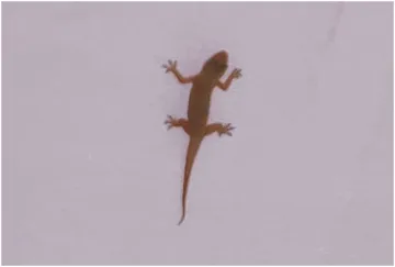  lizards- India TV Hindi